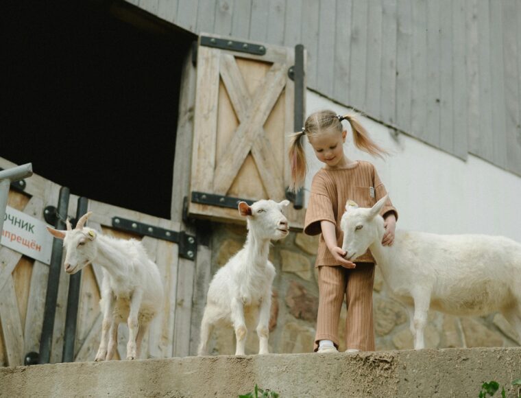 lamb bottle feeding