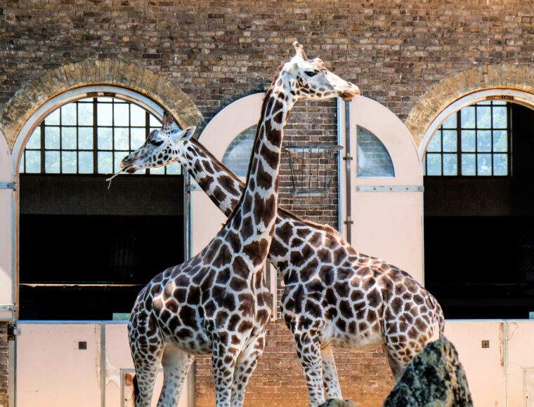 Easter at London Zoo