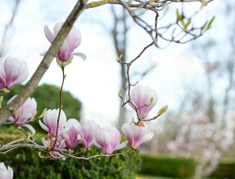 Kew Gardens Spring Festival
